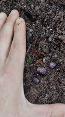 Hallingea purpurea