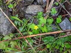 Ranunculus taisanensis