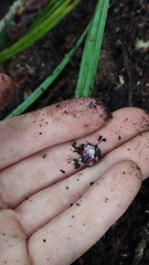 Hallingea purpurea