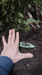 Hallingea purpurea