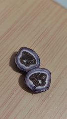 Hallingea purpurea