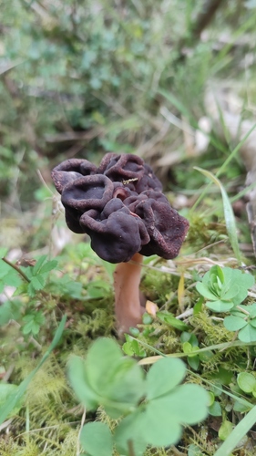 Chicharrón de monte, foto de la comunidad