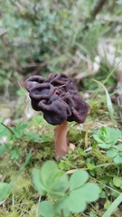Gyromitra antarctica