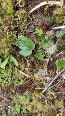 Gyromitra antarctica