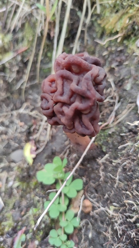 Chicharrón de monte