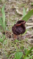 Gyromitra antarctica