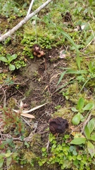 Gyromitra antarctica