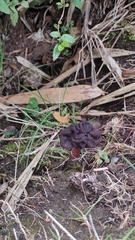 Gyromitra antarctica