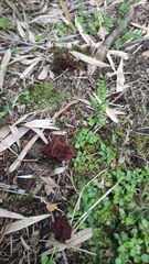 Gyromitra antarctica
