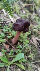 Gyromitra antarctica