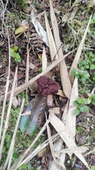 Gyromitra antarctica