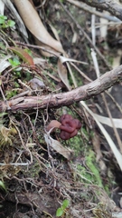 Gyromitra antarctica