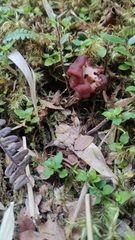 Gyromitra antarctica