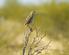 Cincloramphus cruralis