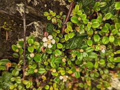 Cotoneaster morrisonensis