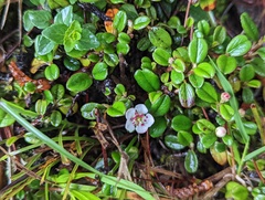Cotoneaster morrisonensis