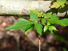 Thouinia paucidentata