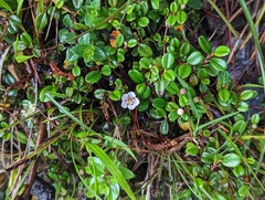 Cotoneaster morrisonensis