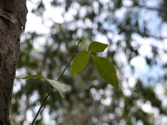 Thouinia paucidentata