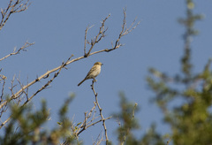 Knipolegus striaticeps