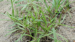 Corispermum americanum