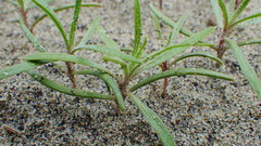 Corispermum americanum