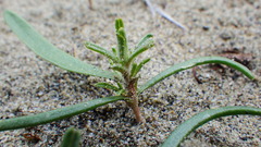 Corispermum americanum