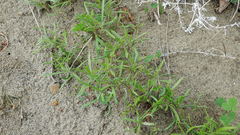 Corispermum americanum