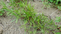 Corispermum americanum