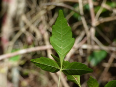 Thouinia paucidentata