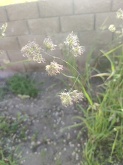 Dactylis glomerata