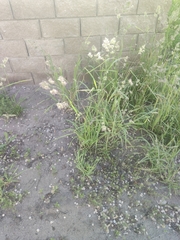 Dactylis glomerata