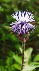 Carthamus caeruleus