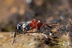 Hyptia oblonga