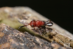 Hyptia oblonga