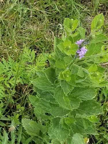 hoary vervain