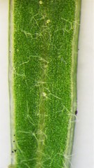 Corispermum americanum