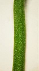 Corispermum americanum