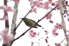 Aethopyga christinae