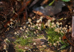 Vibrissea dura