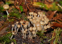Vibrissea dura