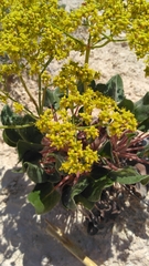 Eriogonum gypsophilum