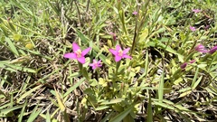 Centaurium japonicum