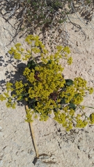Eriogonum gypsophilum