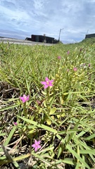 Centaurium japonicum