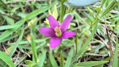 Centaurium japonicum