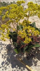 Eriogonum gypsophilum