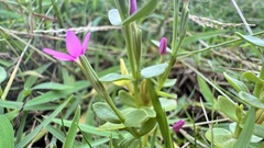 Centaurium japonicum