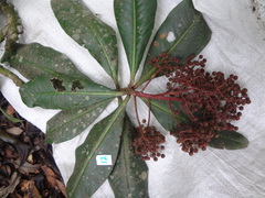 Ardisia rarescens