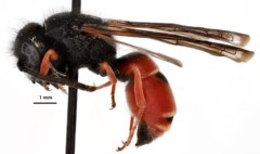 Odynerus erythrogaster